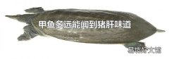 甲鱼多远能闻到猪肝味道