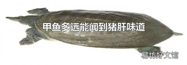 甲鱼多远能闻到猪肝味道