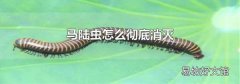 马陆虫怎么彻底消灭