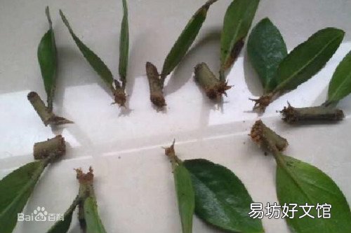 雪鐵芋怎么養(yǎng)得枝繁葉 雪鐵芋常見的繁殖方法哪些