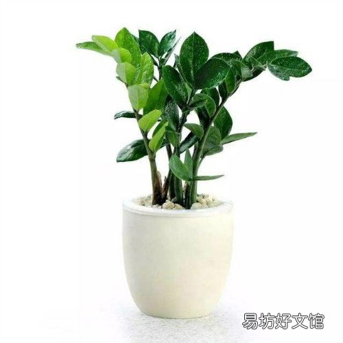 雪鐵芋怎么養(yǎng)得枝繁葉 雪鐵芋常見的繁殖方法哪些