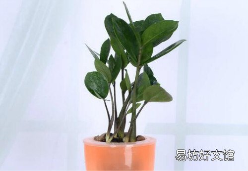 雪鐵芋怎么養(yǎng)得枝繁葉 雪鐵芋常見的繁殖方法哪些