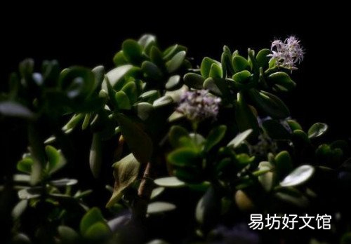 玉树怎么养才能长得快 玉树花晒太阳叶子变软怎么补救
