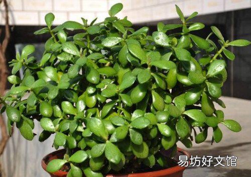 玉树怎么养才能长得快 玉树花晒太阳叶子变软怎么补救