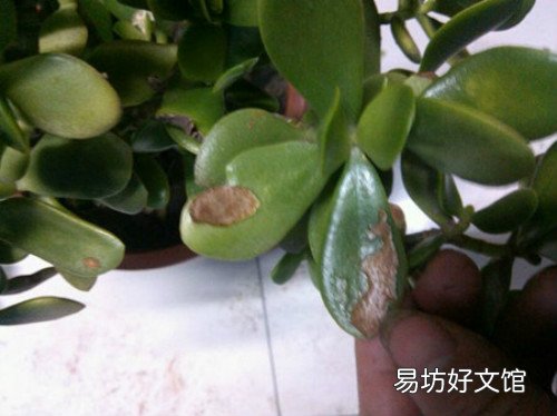 玉树怎么养才能长得快 玉树花晒太阳叶子变软怎么补救
