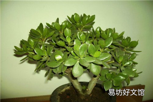 玉树怎么养才能长得快 玉树花晒太阳叶子变软怎么补救