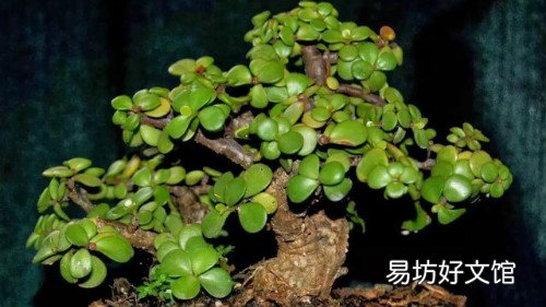 玉树怎么养才能长得快 玉树花晒太阳叶子变软怎么补救