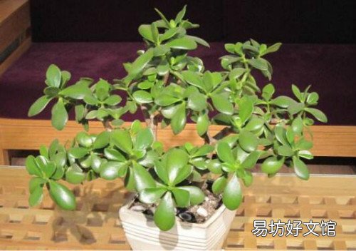玉树怎么养才能长得快 玉树花晒太阳叶子变软怎么补救