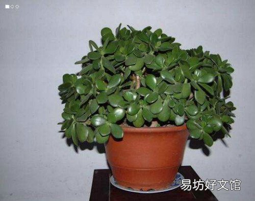 玉树怎么养才能长得快 玉树花晒太阳叶子变软怎么补救