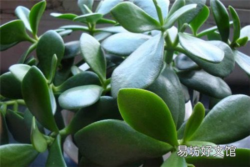 玉树怎么养才能长得快 玉树花晒太阳叶子变软怎么补救