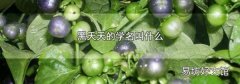 黑天天的学名叫什么