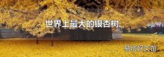 世界上最大的银杏树