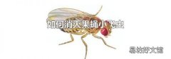 如何消灭果蝇小飞虫