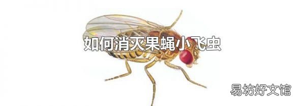如何消灭果蝇小飞虫