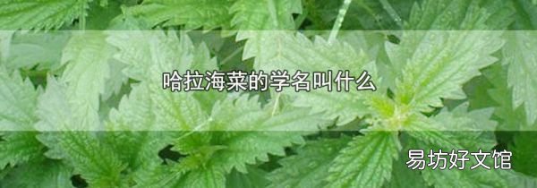 哈拉海菜的学名叫什么