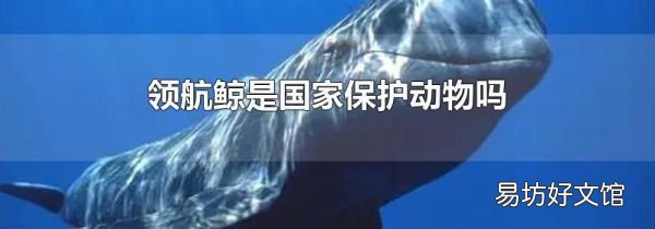 领航鲸是国家保护动物吗