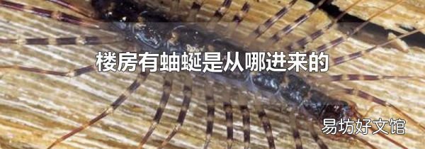 樓房有蚰蜒是從哪進(jìn)來的