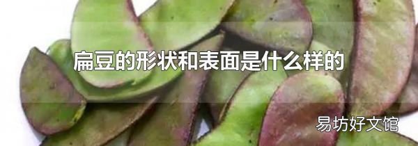 扁豆的形状和表面是什么样的
