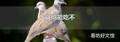 斑鸠能吃不