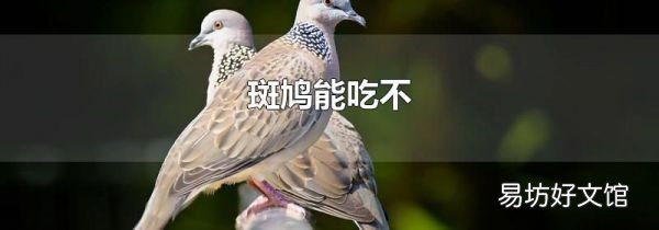 斑鸠能吃不