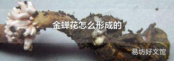 金蝉花怎么形成的