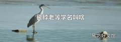 长脖老等学名叫啥