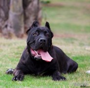 卡斯罗犬多少钱一只 卡斯罗训练最佳时期是什么时候