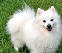 小银狐犬怎么看纯不纯 银狐犬幼崽一只最少多少钱