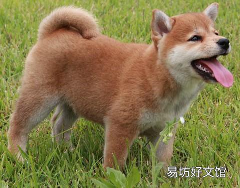 美系秋田犬多少钱 如何鉴别价值