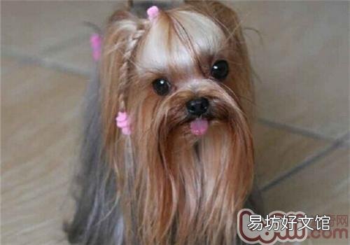 约克夏多少钱一只 约克夏哪种毛色最贵