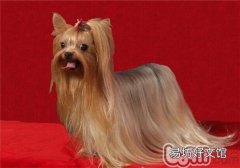约克夏多少钱一只 约克夏哪种毛色最贵