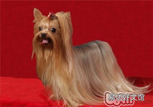 约克夏多少钱一只 约克夏哪种毛色最贵