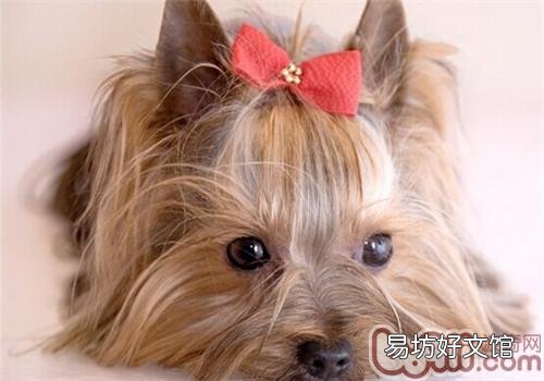 约克夏多少钱一只 约克夏哪种毛色最贵
