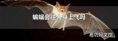 蝙蝠会往人身上飞吗