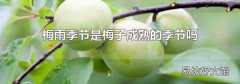梅雨季节是梅子成熟的季节吗