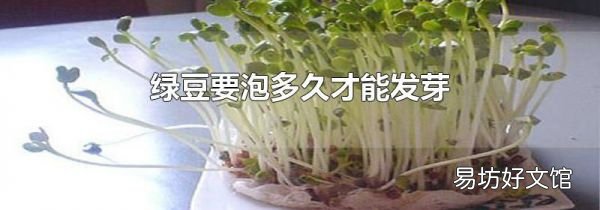 绿豆要泡多久才能发芽