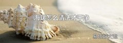 海螺怎么清洗才干净