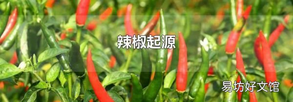 辣椒起源