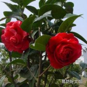 家里为什么不能养茶花 茶花有什么风水说法