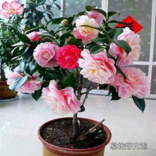 家里为什么不能养茶花 茶花有什么风水说法