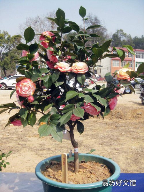 家里为什么不能养茶花 茶花有什么风水说法