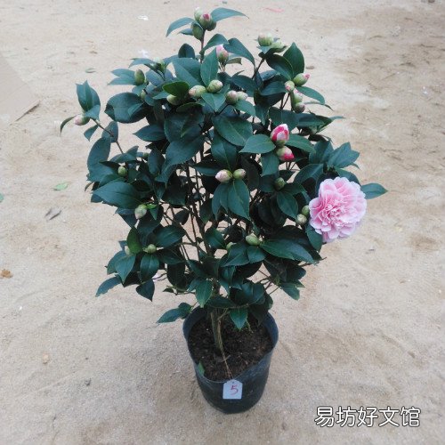 家里为什么不能养茶花 茶花有什么风水说法