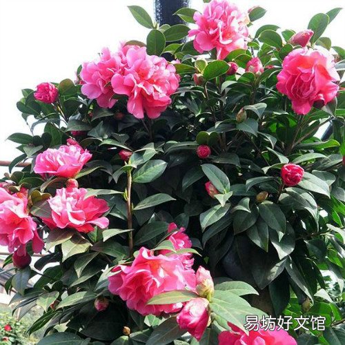 家里为什么不能养茶花 茶花有什么风水说法
