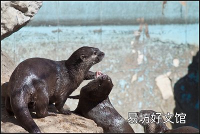 水獺可以養在家里嗎 在哪里買水獺合法呢