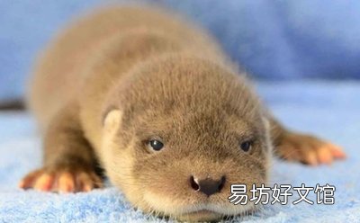 水獺可以養在家里嗎 在哪里買水獺合法呢
