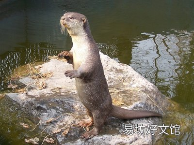 水獺可以養在家里嗎 在哪里買水獺合法呢