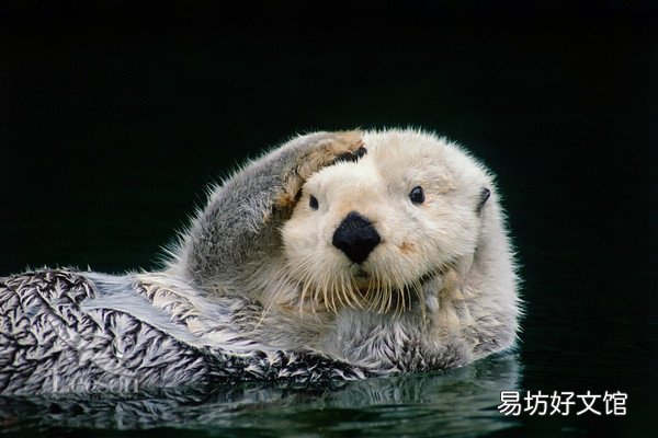 水獺可以養在家里嗎 在哪里買水獺合法呢