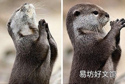 水獺可以養在家里嗎 在哪里買水獺合法呢