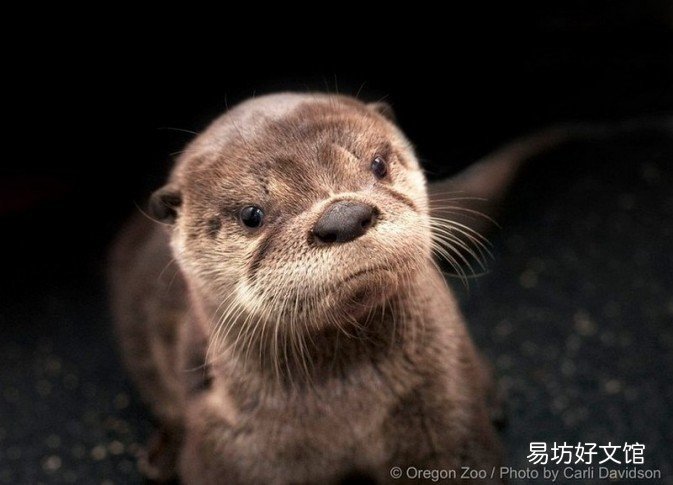 水獺可以養在家里嗎 在哪里買水獺合法呢