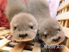 水獭可以养在家里吗 在哪里买水獭合法呢